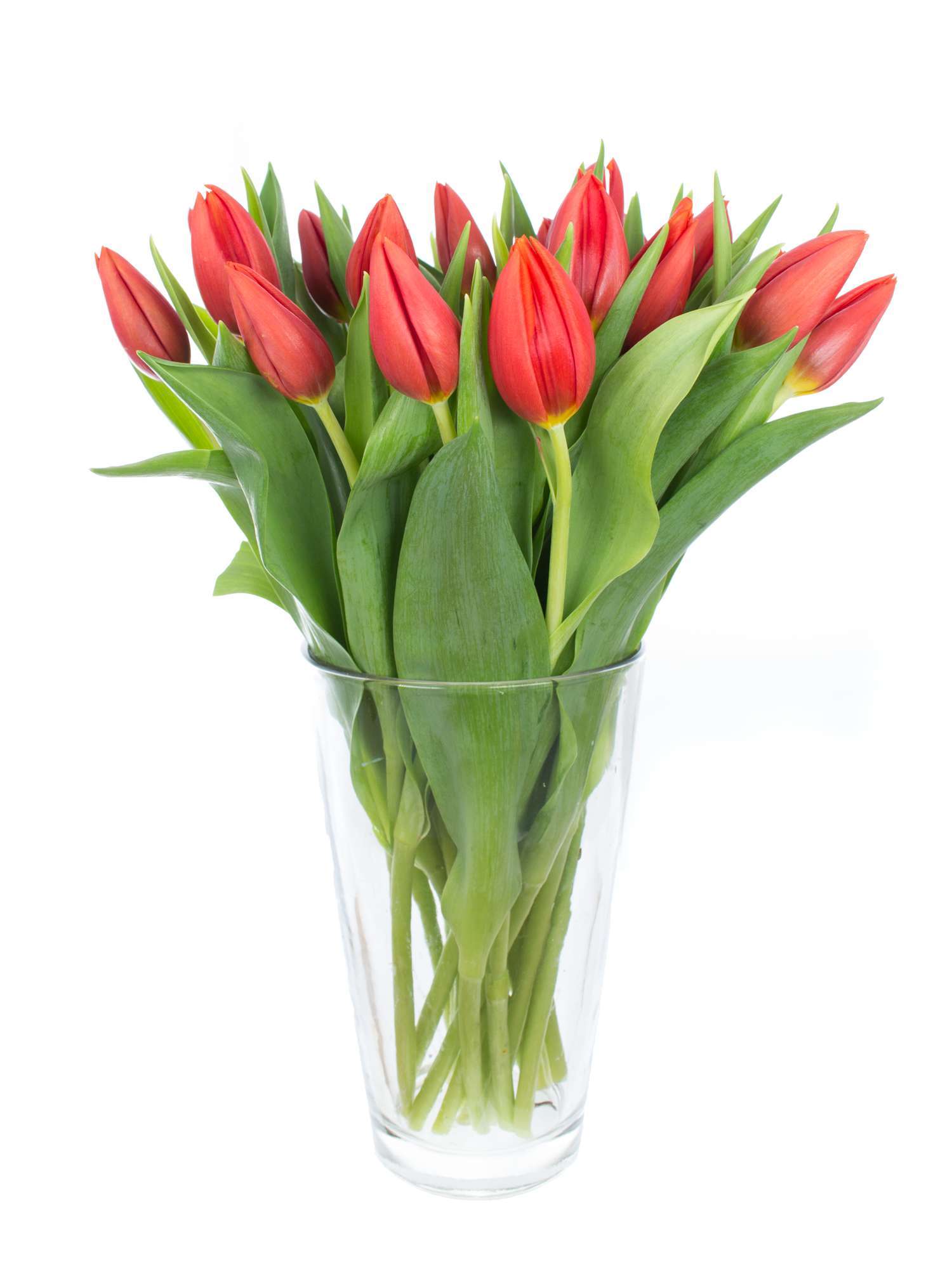 blumigo-tulpen-orange-cassini-orange-schnittblume image 2
