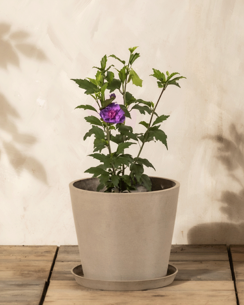 feey-amsterdam-blauer-hibiskus-gartenpflanze-ohne-topf-winterhart image 5