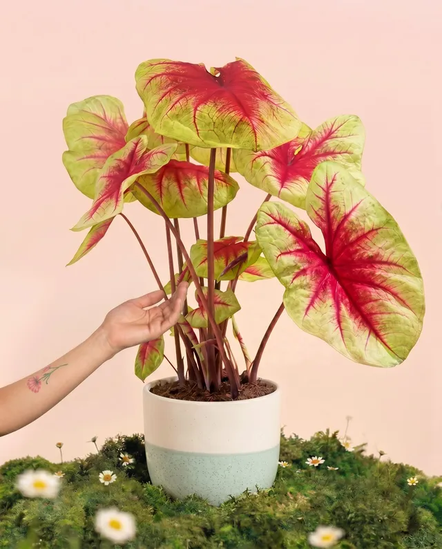 feey-variado-caladium-lemon-blush-zimmerpflanze-ohne-bertopf image 1