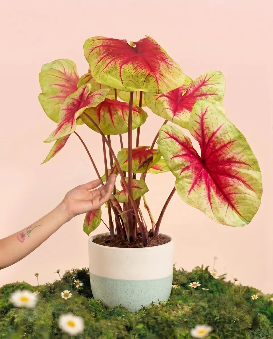 feey-variado-caladium-lemon-blush-zimmerpflanze-ohne-bertopf image 1