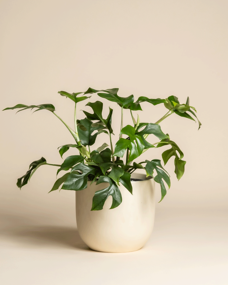 feey-variado-monstera-minima-zimmerpflanze-ohne-bertopf image 6