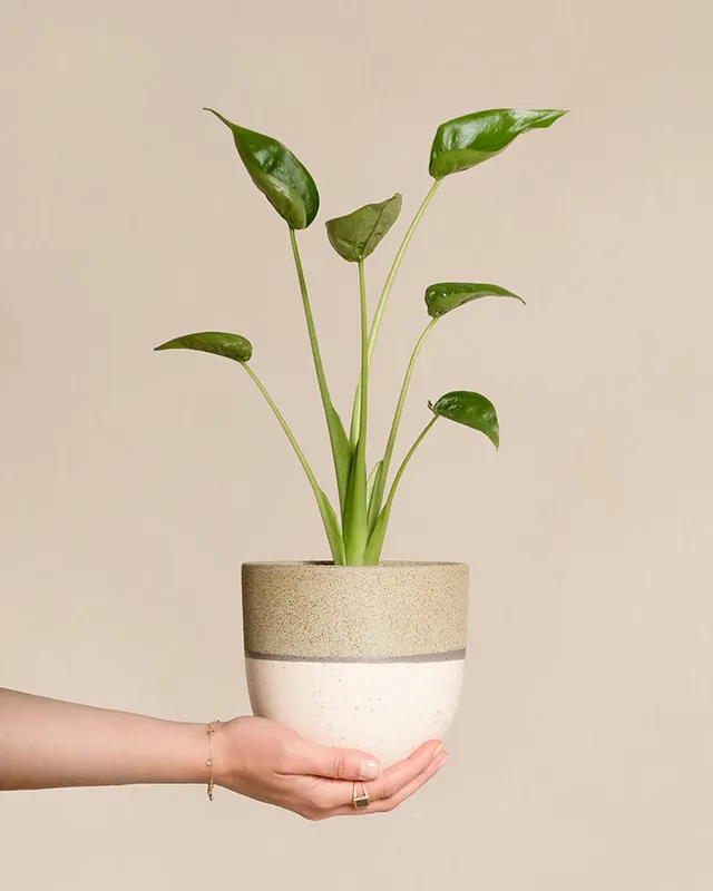 feey-variado-alocasia-tiny-dancer-zimmerpflanze-ohne-bertopf image 1