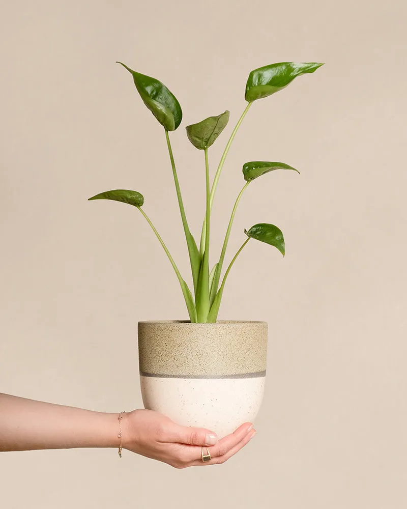 feey-variado-alocasia-tiny-dancer-zimmerpflanze-ohne-bertopf image 1