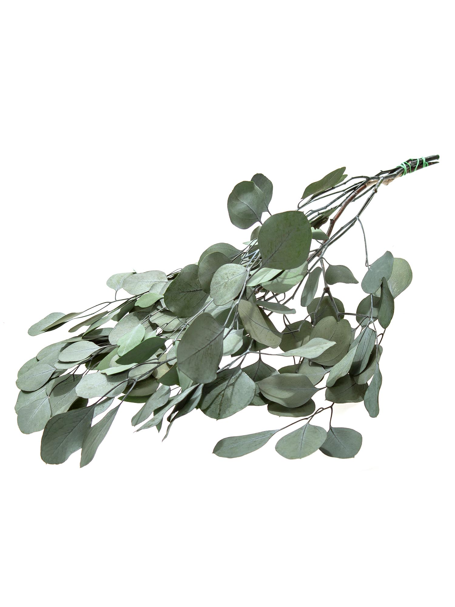 blumigo-trockenblumen-eukalyptus-silver-dollar-gr-n-konserviert image 2