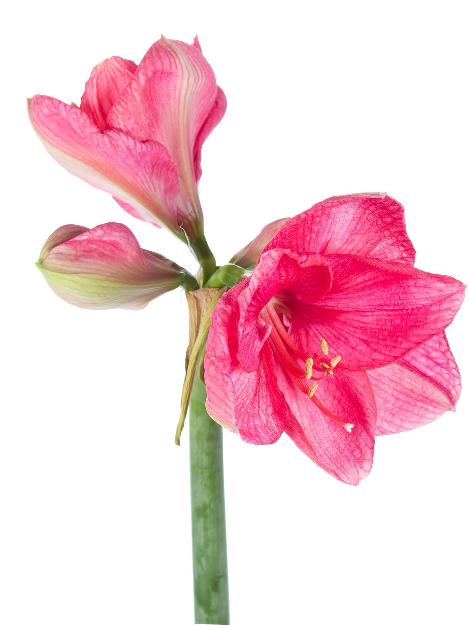 blumigo-amaryllis-bolero-schnittblume-pink-f-r-bodenvase image 2
