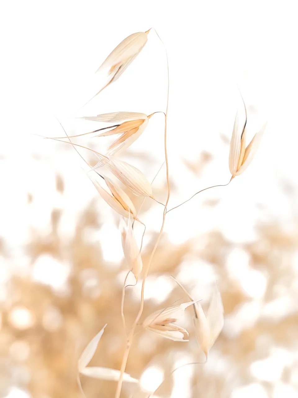 blumigo-hafer-trockenblumen-natur-getrockneter-bund image 1