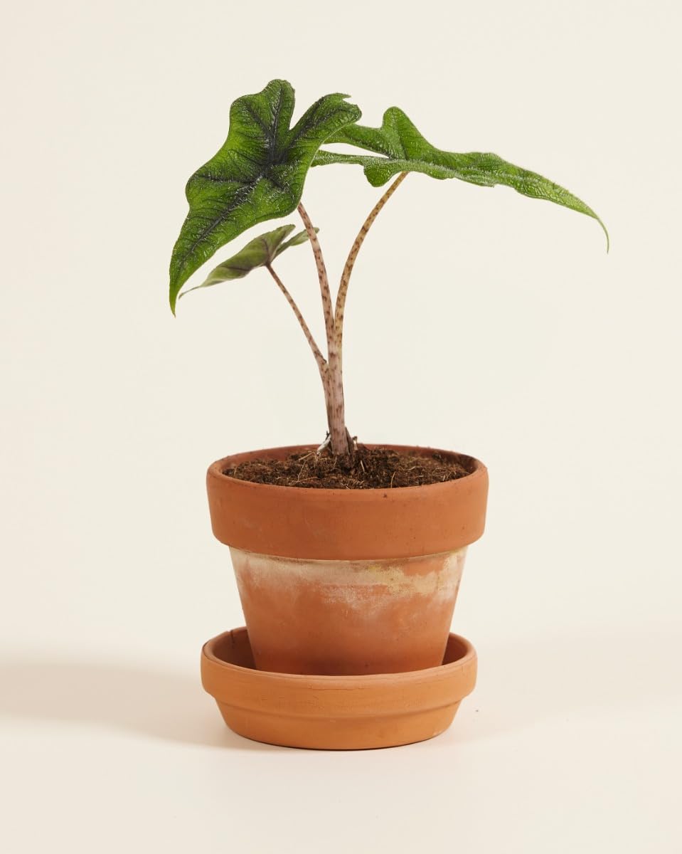 plnts-babyplnts-alocasia-jacklyn-zimmerpflanze-10cm image 3