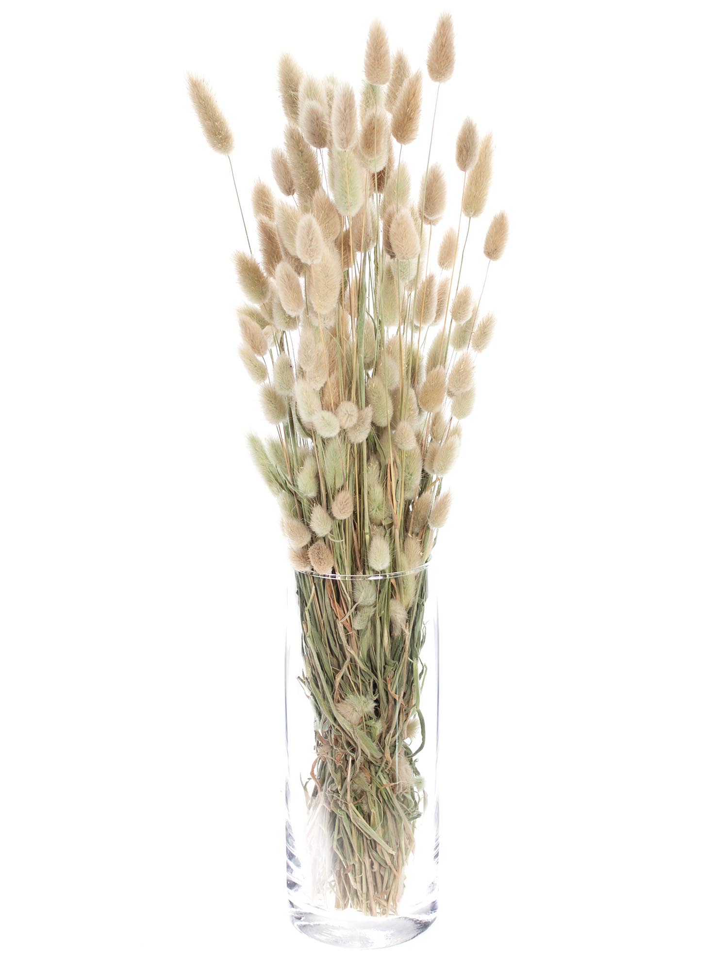 blumigo-trockenblumen-lagurus-samtgras-natur-braun-getrocknet image 6