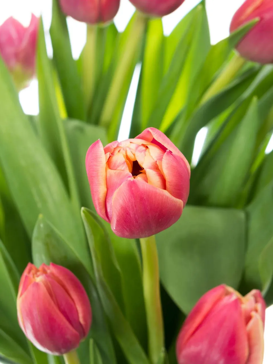 blumigo-tulpen-columbus-gef-llte-schnittblumen-pink-creme image 1