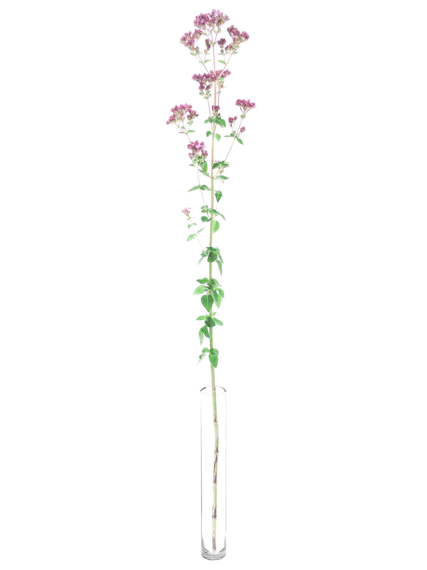 blumigo-blattwerk-oregano-charm-purple-bindegr-n-pink image 3