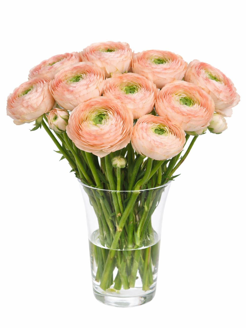 blumigo-ranunkeln-xl-cloni-tuareg-schnittblumen-apricot image 2