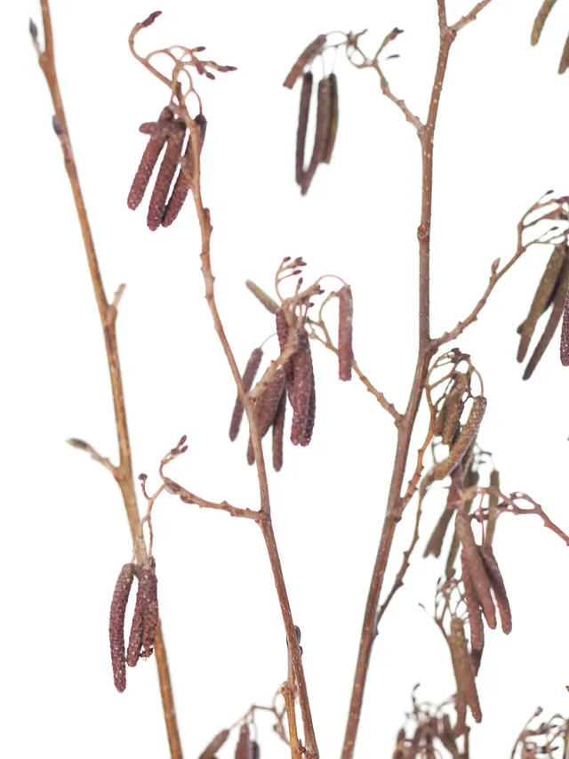 blumigo-zweige-erlenzweige-mit-fruchtst-nden-natur image 1