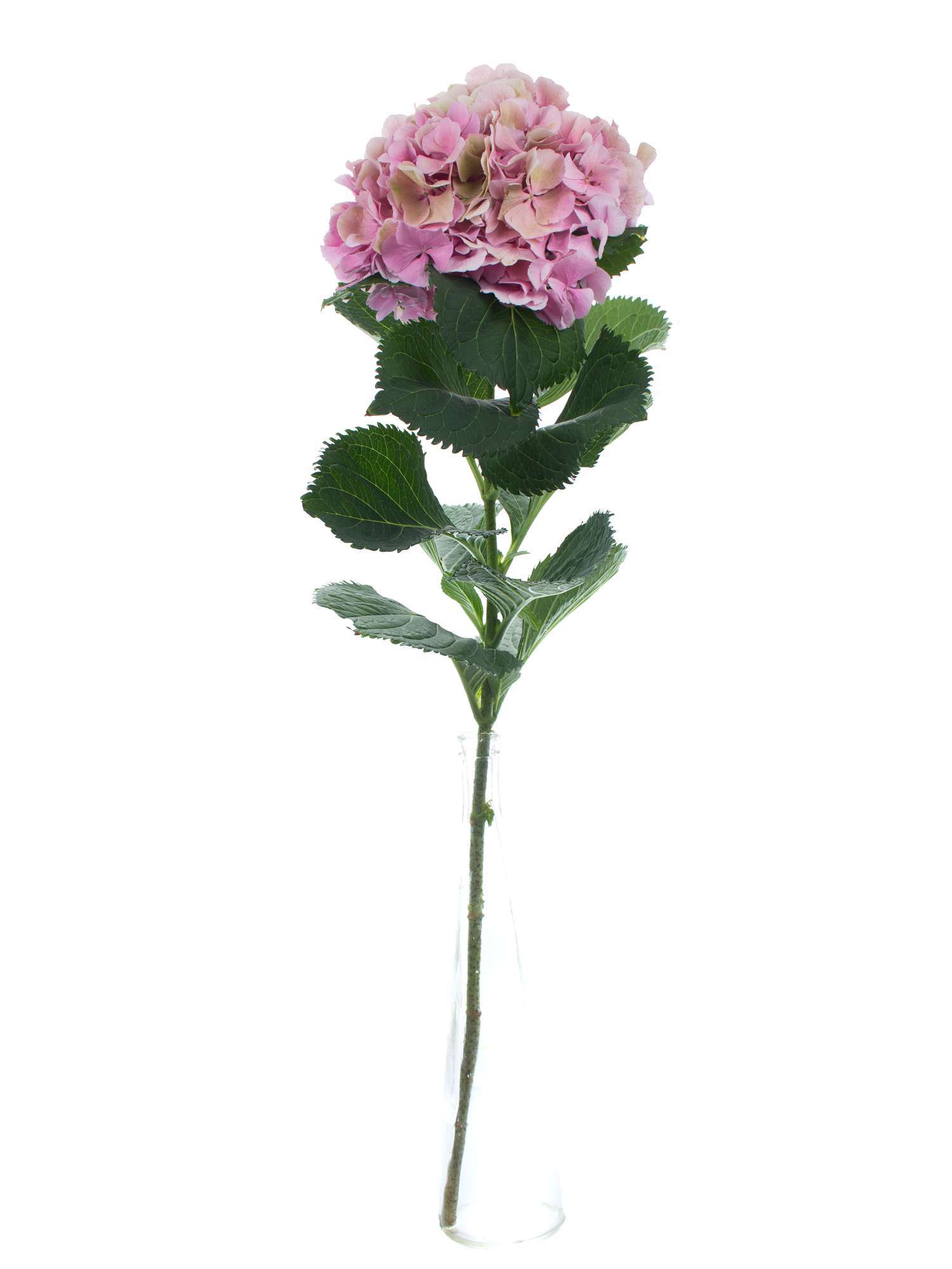 blumigo-elbtal-classic-hortensie-pink-gr-n-einzelstiel image 2