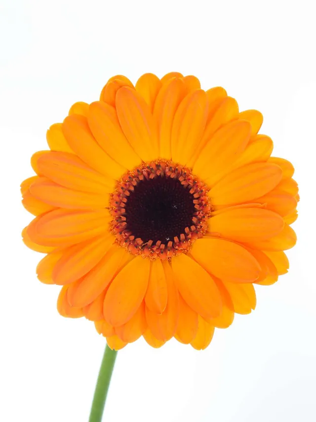 blumigo-gerbera-mini-nacho-orange-schnittblume-einzelstiel image 1