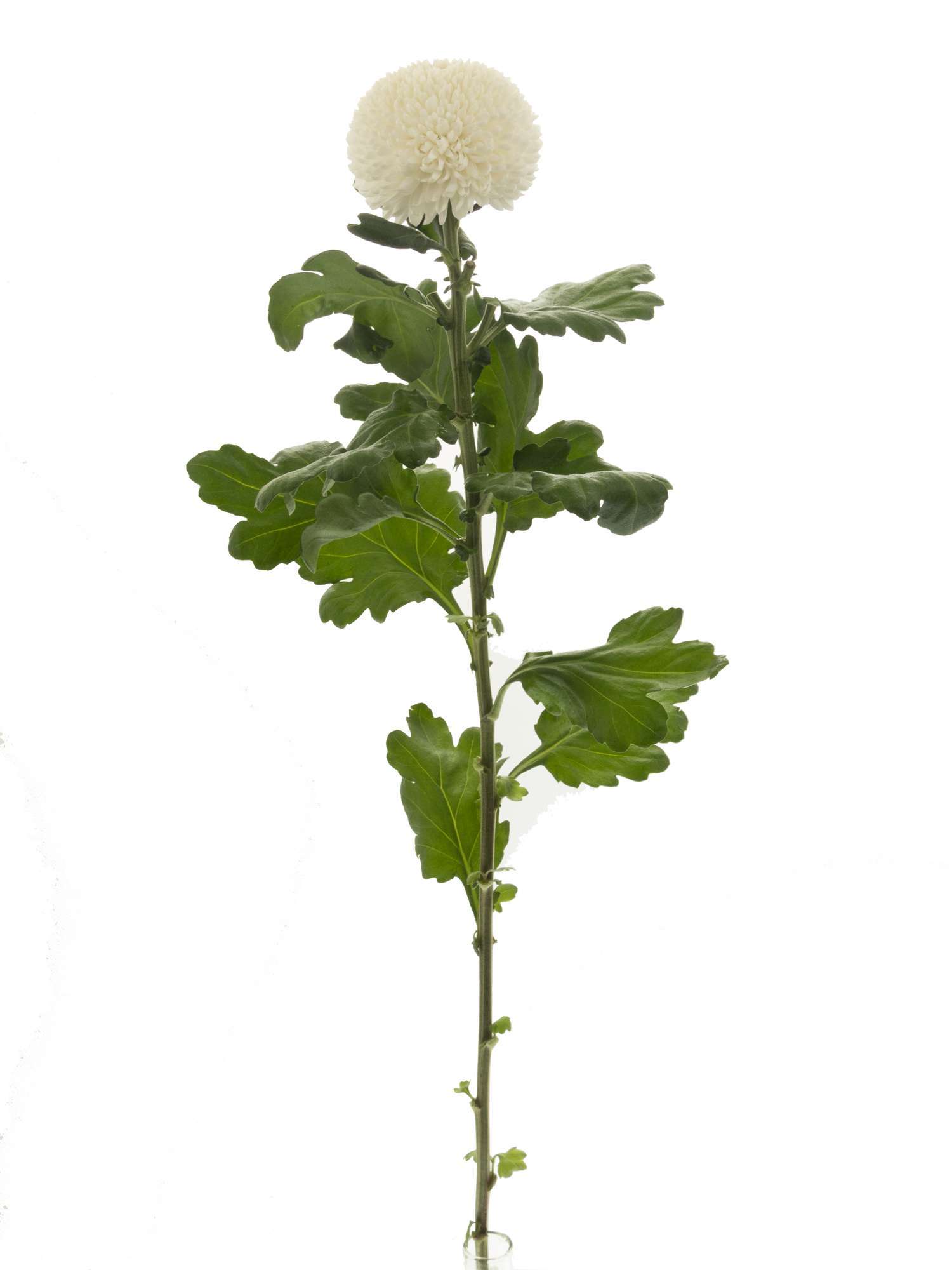 blumigo-chrysanthemen-boris-becker-wei-schnittblume image 3