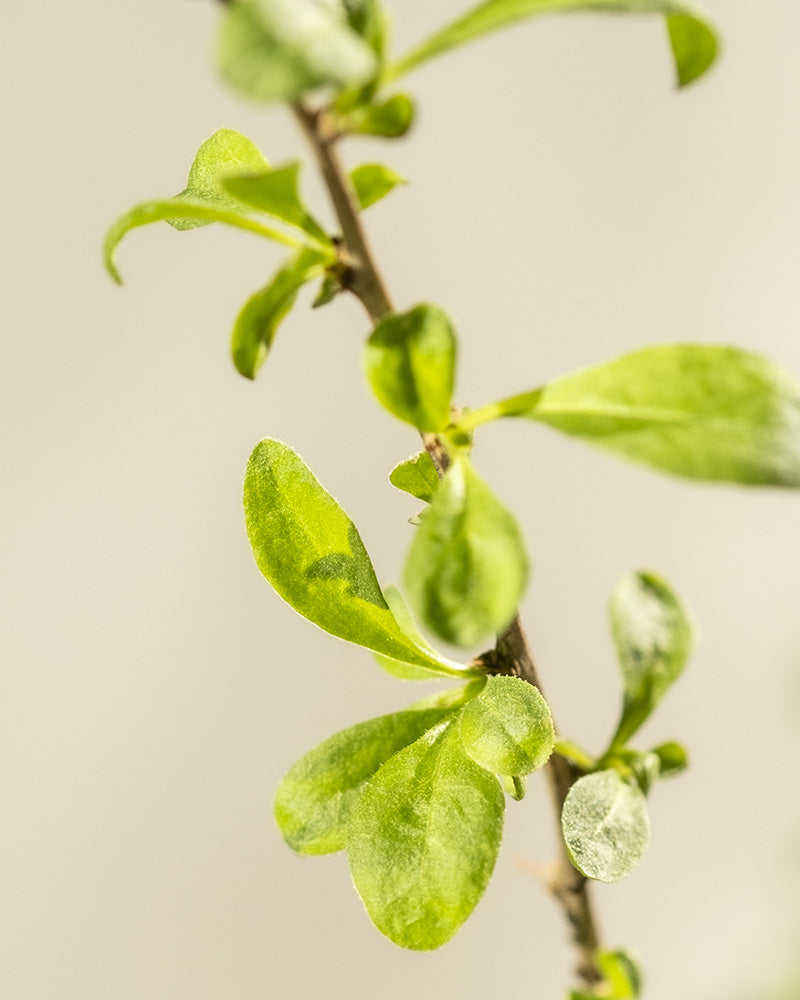 feey-amsterdam-goji-beere-strauch-essbar-zum-eingraben-winterhart image 5