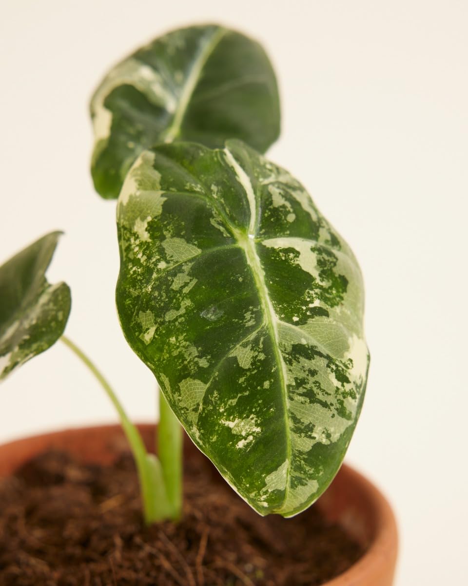 plnts-babyplnts-baby-alocasia-frydek-variegata-zimmerpflanze-12cm image 3