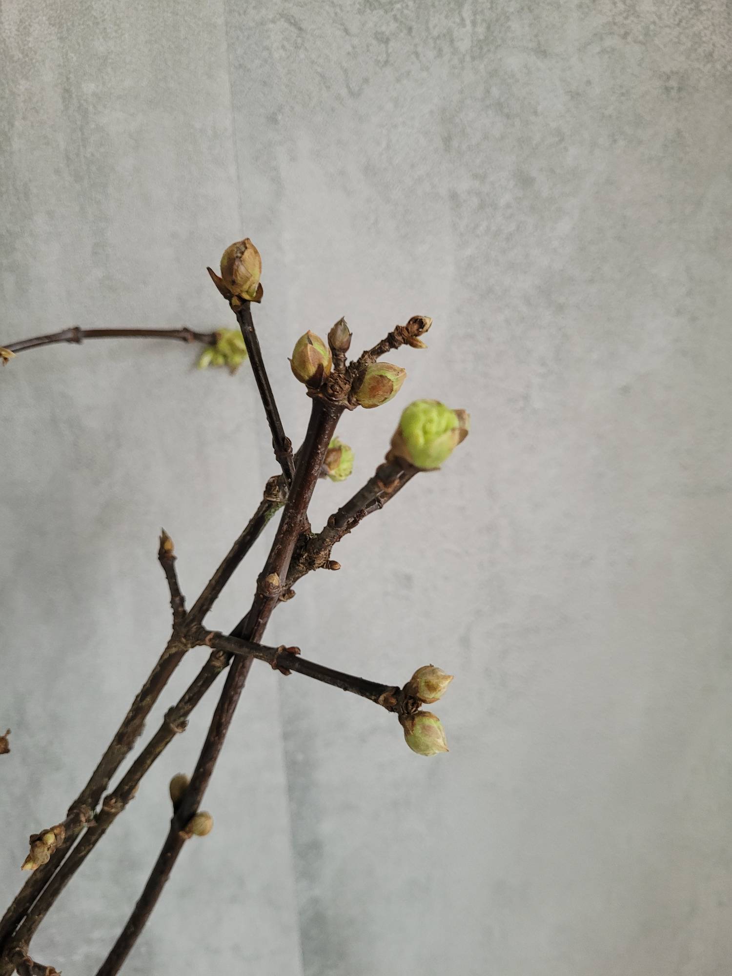 blumigo-viburnum-charles-lamont-greenery-wei-rosa-duft image 2