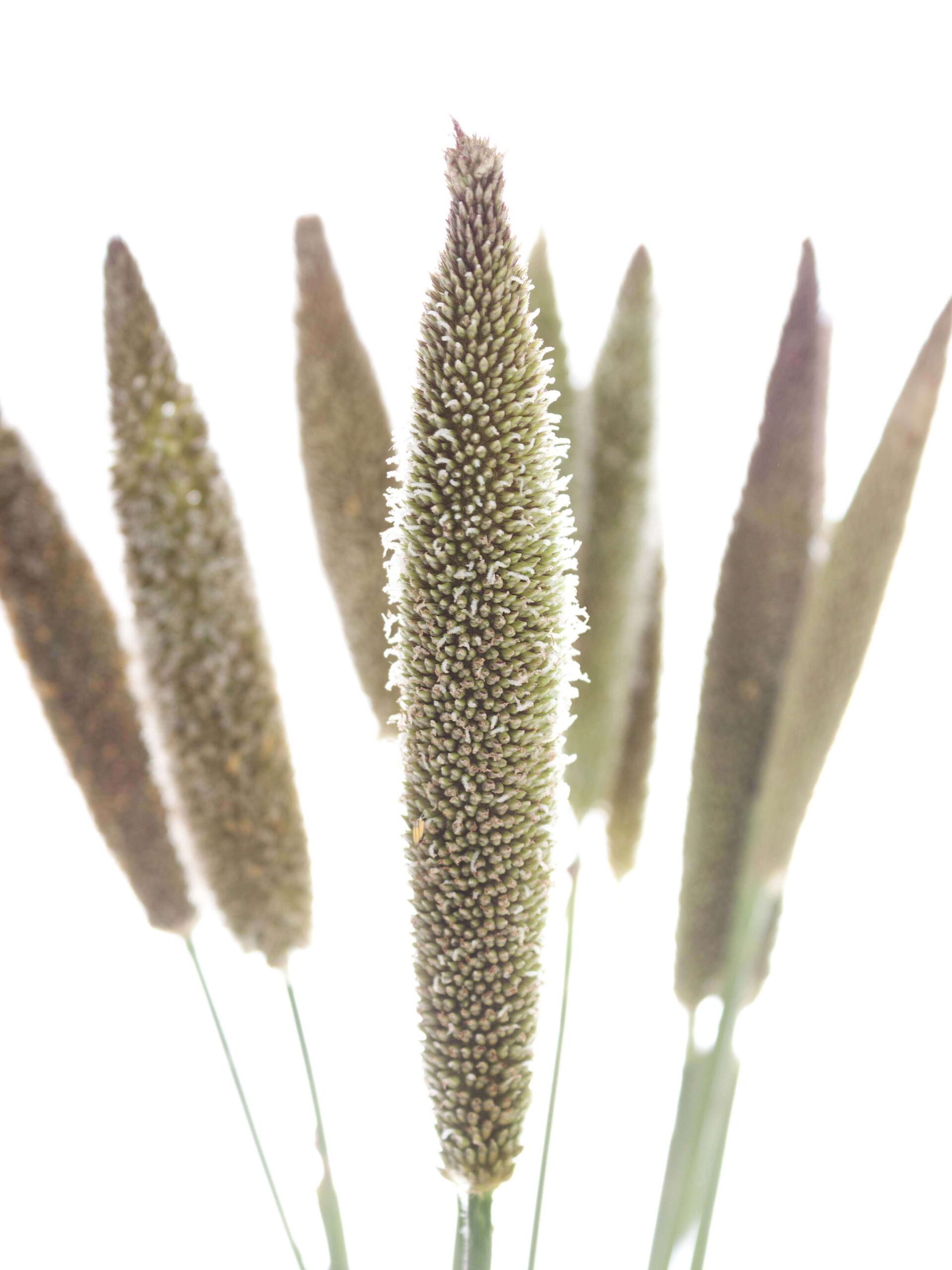 blumigo-pennisetum-lampenputzergras-bindegr-n image 1