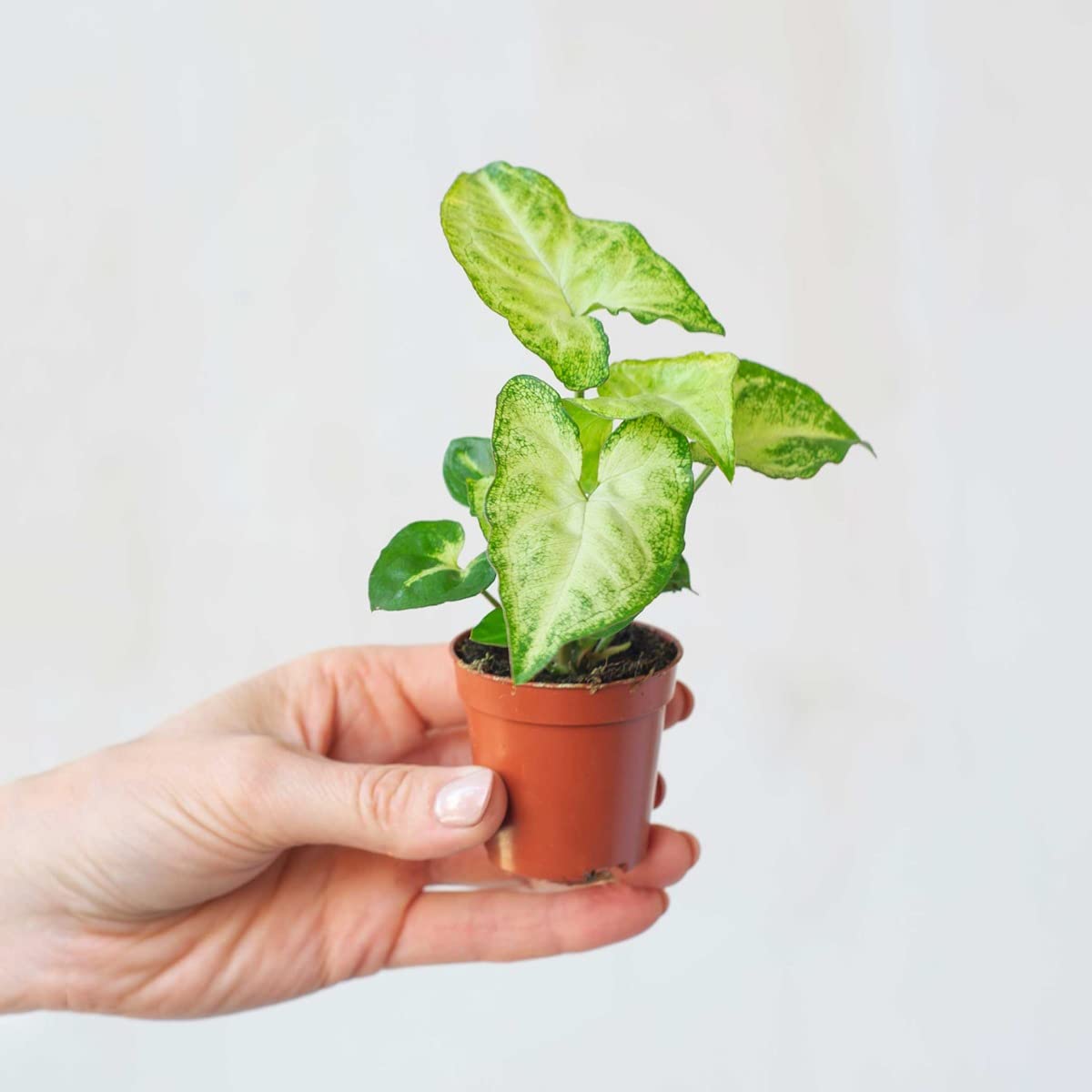 plnts-babyplnts-syngonium-white-butterfly-babypflanze-10-cm image 8
