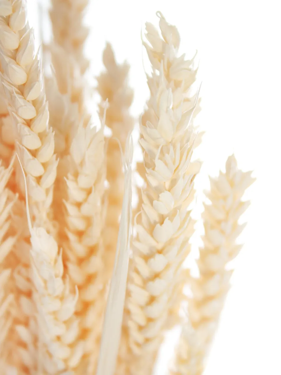 blumigo-trockenblumen-triticum-weizen-gebleicht-creme image 1