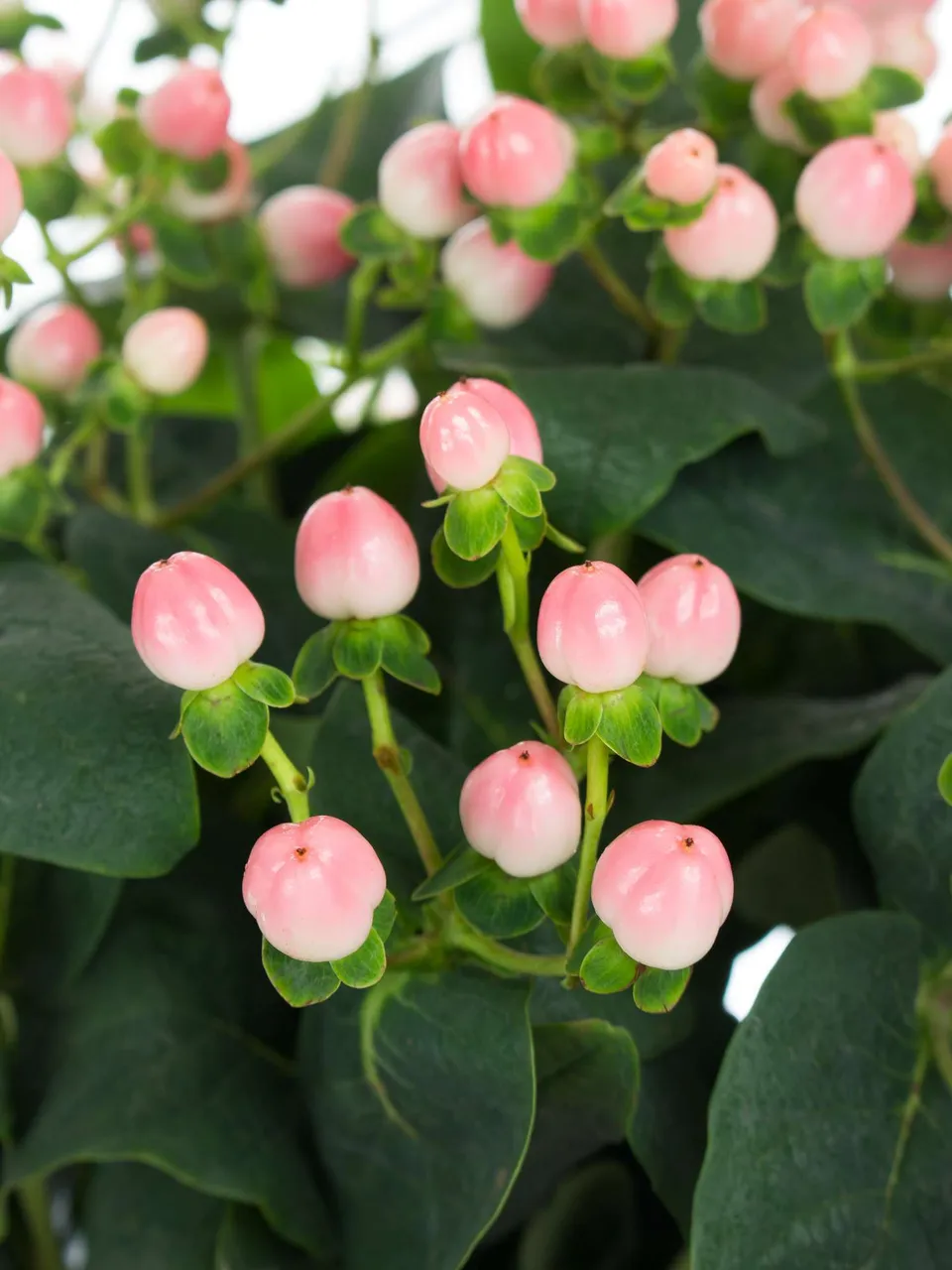 blumigo-hypericum-coco-casino-rosa-zweige-mit-beeren-als-gr-n-f-r-str-u-e image 1