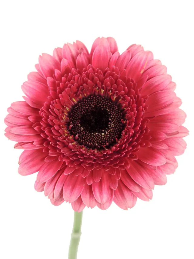 blumigo-gerbera-audrey-mini-germini-pink-einzelstiel-6-8-cm image 1