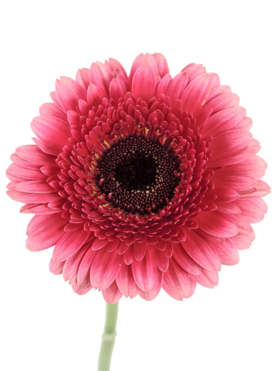 blumigo-gerbera-audrey-mini-germini-pink-einzelstiel-6-8-cm image 1