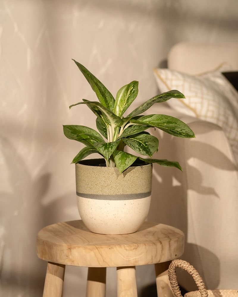 feey-variado-aglaonema-lemon-mint-zimmerpflanze-o-bertopf image 4
