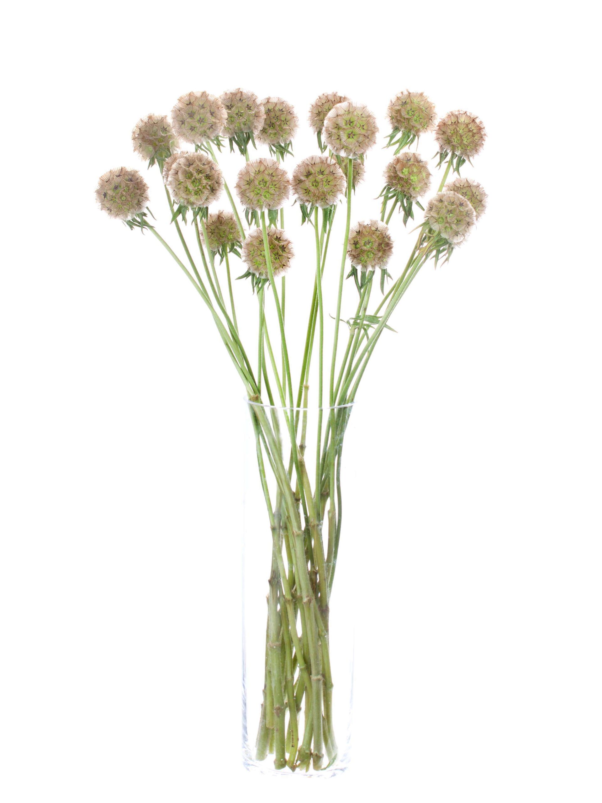 blumigo-skabiosen-stellaris-bindegr-n-gr-n-braun image 2
