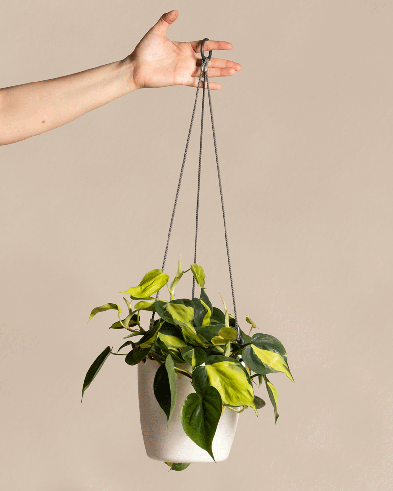 feey-variado-philodendron-scandens-brasil-h-ngepflanze-pflegeleicht image 7