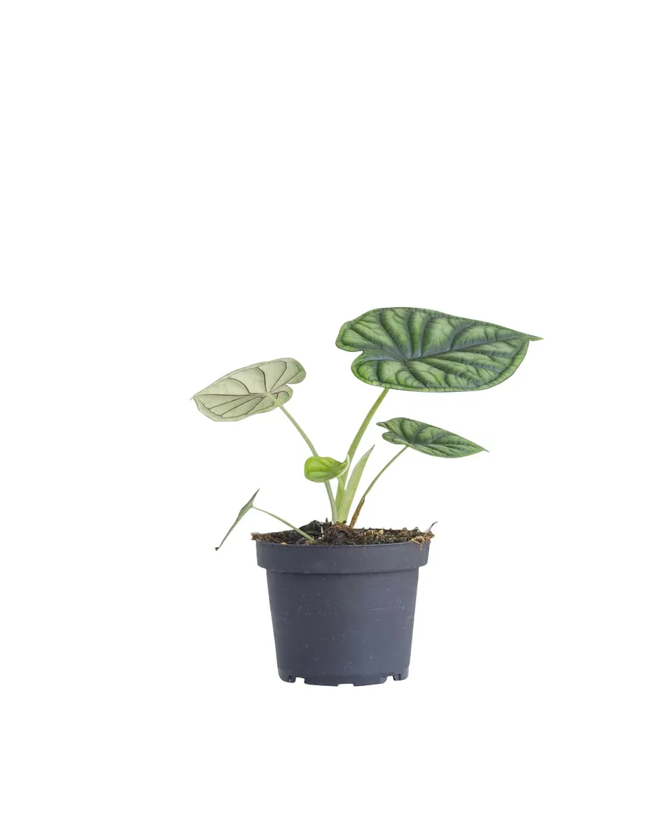 plnts-rareplnts-alocasia-dragon-scale-zimmerpflanze-20cm image 1