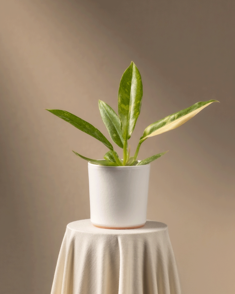 feey-ring-of-fire-philodendron-babypflanze-ohne-bertopf-rarit-t image 7