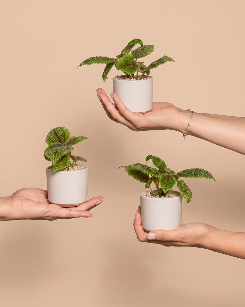 feey-variado-baby-pilea-moon-valley-3er-set-klein image 1
