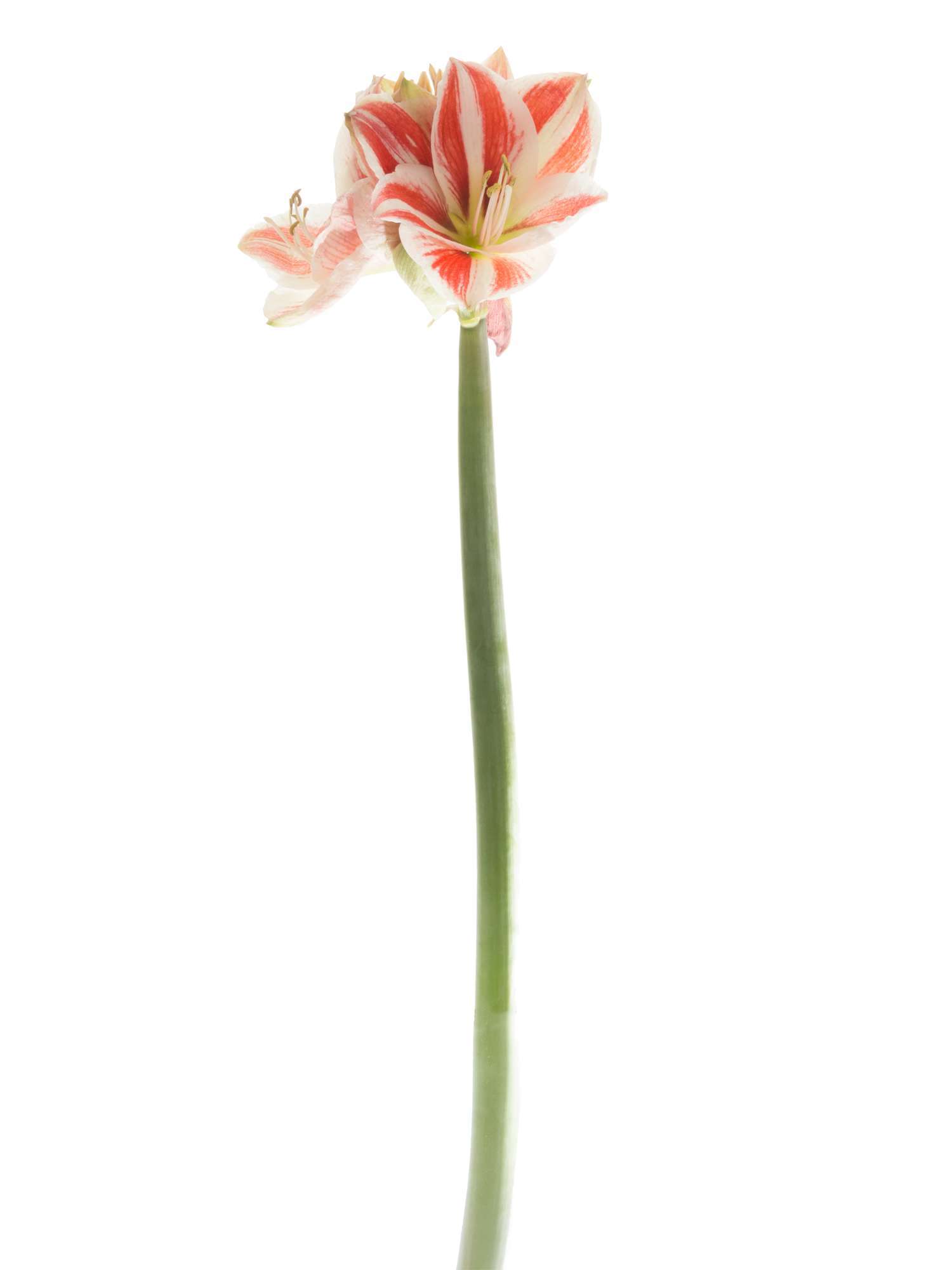 blumigo-amaryllis-superstar-schnittblume-rot-wei image 3