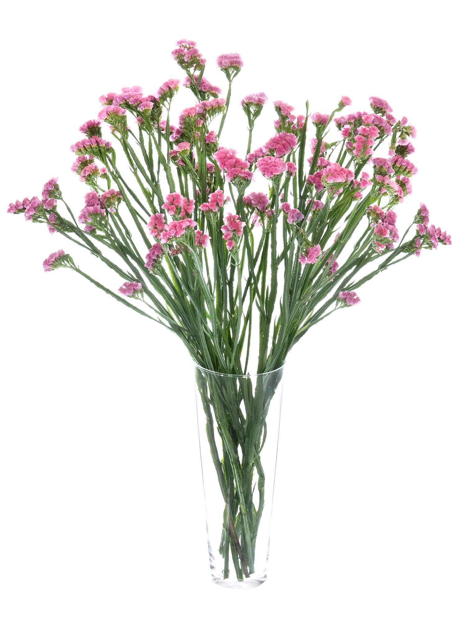 blumigo-limonium-coral-wings-schnittblume-coral-pink image 2
