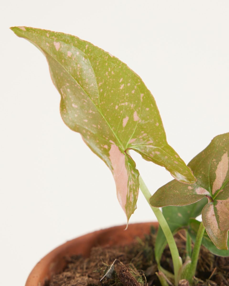 plnts-babyplnts-syngonium-pink-splash-zimmerpflanze-15-cm-rosa image 3