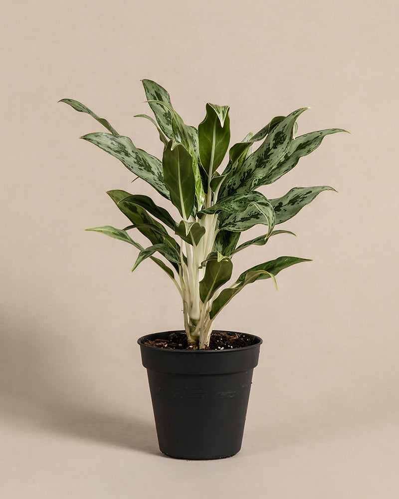 feey-variado-aglaonema-greyhound-kolbenfaden-ohne-topf image 3