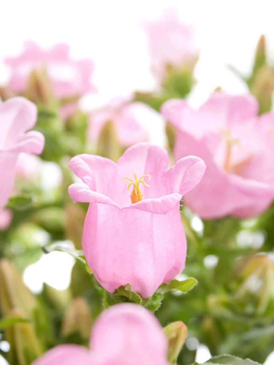 blumigo-campanula-champion-pink-glockenblume-rosa image 1