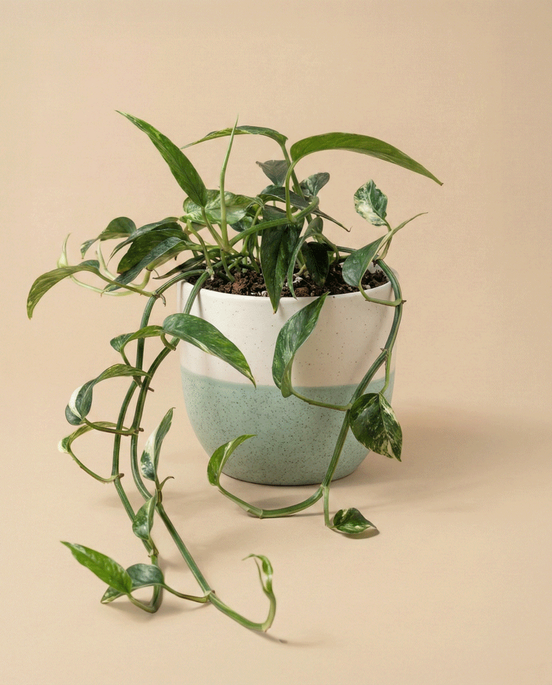 feey-variado-epipremnum-pinnatum-efeutute-ohne-topf image 4