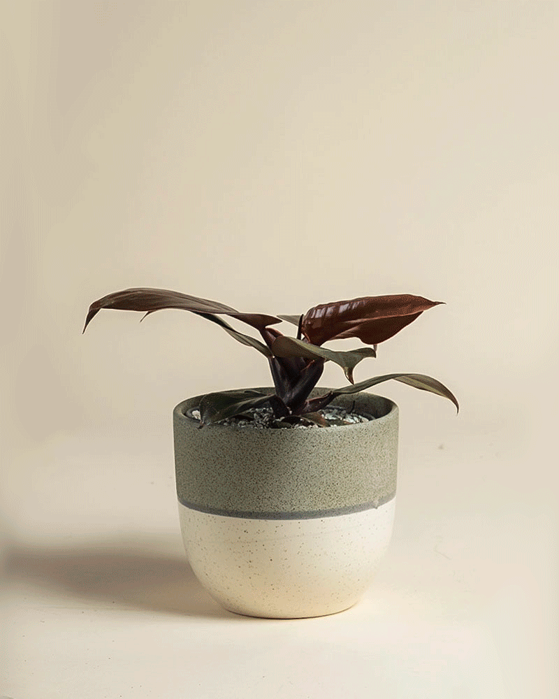 feey-philodendron-red-sun-zimmerpflanze-ohne-bertopf image 4