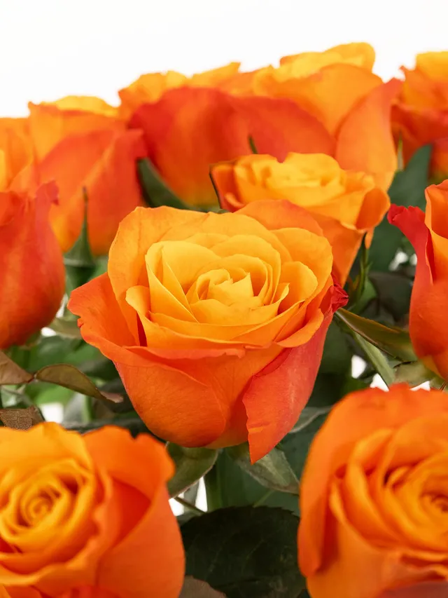 blumigo-rosen-confidental-schnittrosen-orange image 1