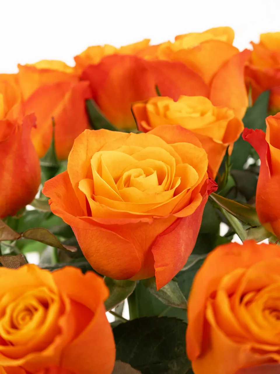 blumigo-rosen-confidental-schnittrosen-orange image 1