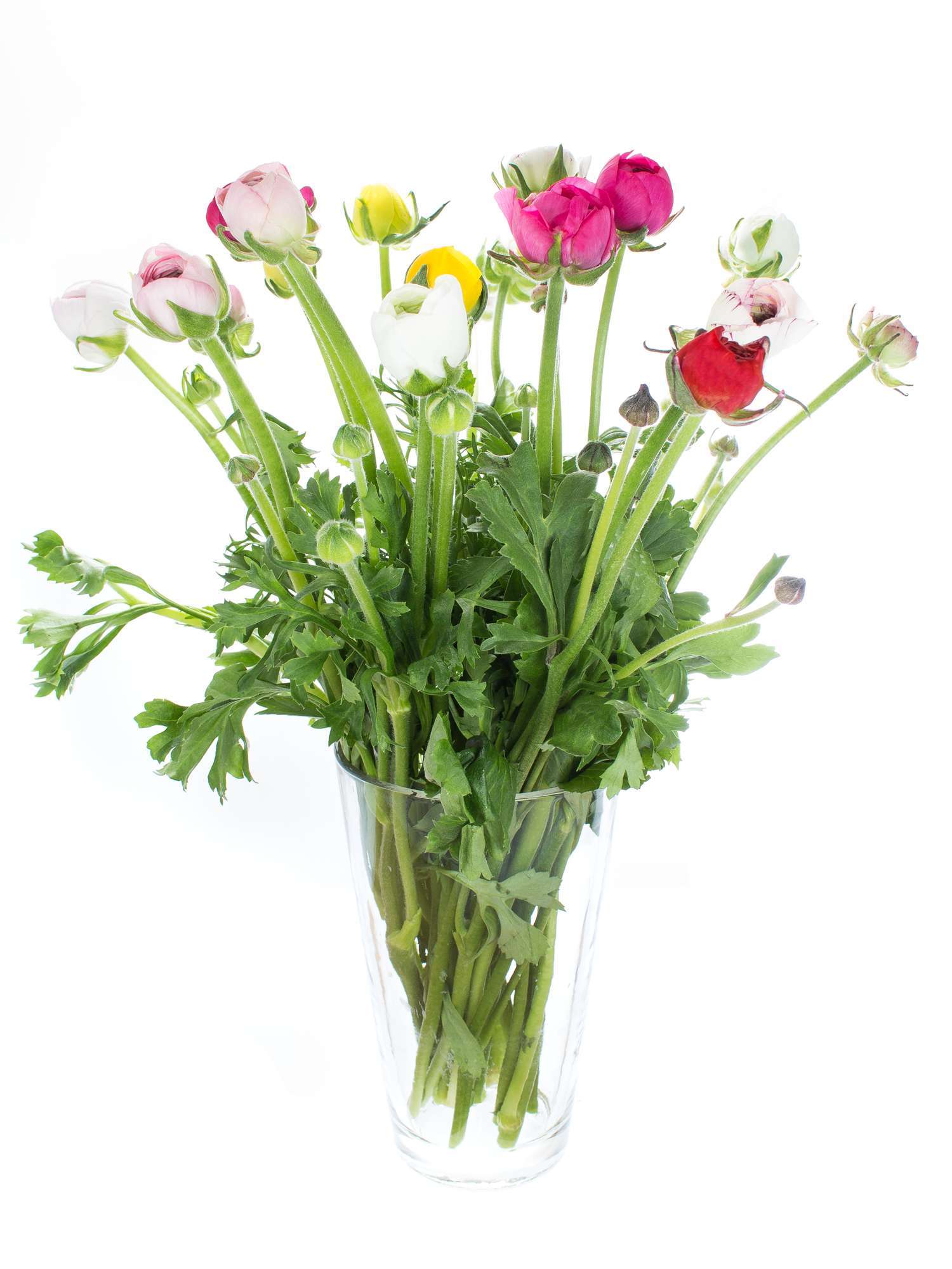 blumigo-ranunkeln-bunte-mischung-schnittblumen image 2