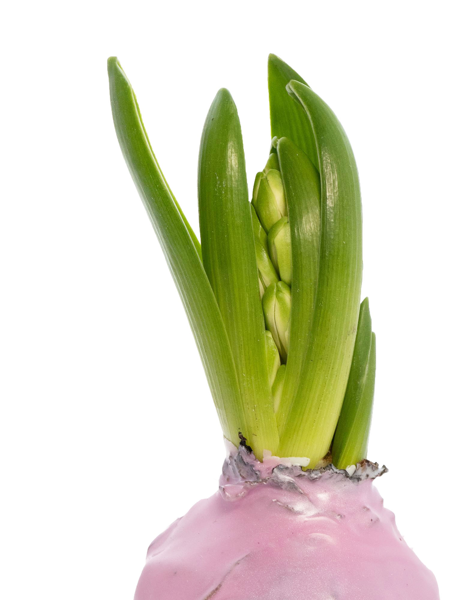 blumigo-fr-hlingsknollen-gewachste-hyazinthenknollen-rosa image 3