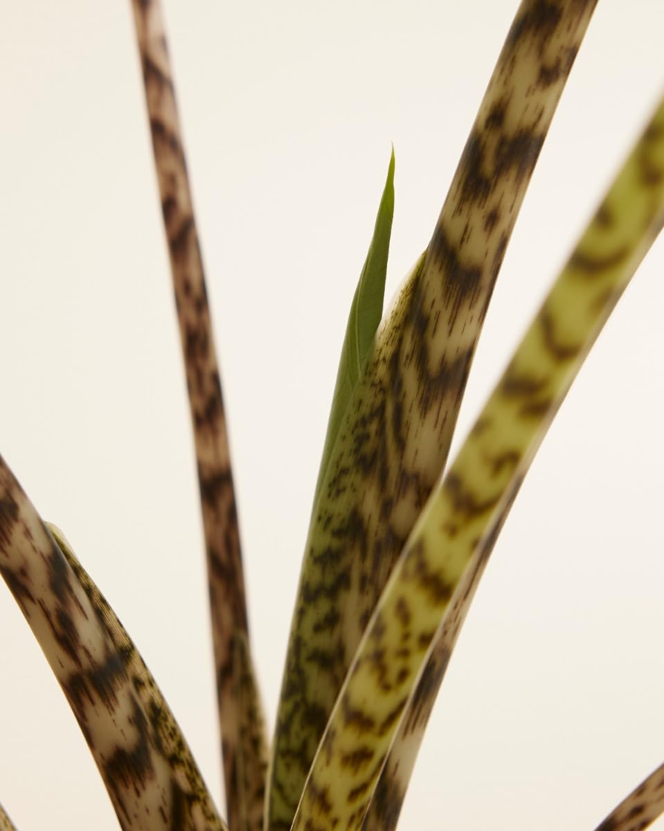 plnts-rareplnts-alocasia-zebrina-zimmerpflanze-65cm-pfeilblatt image 4