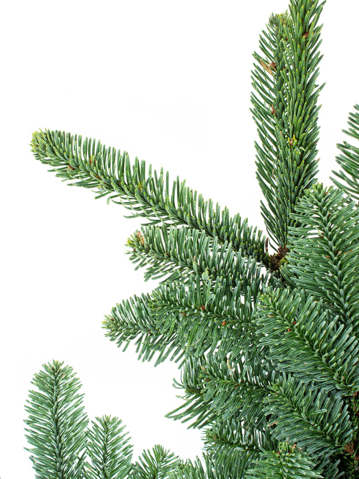 blumigo-tannengr-n-edeltanne-abies-nobilis-bund-deko image 3