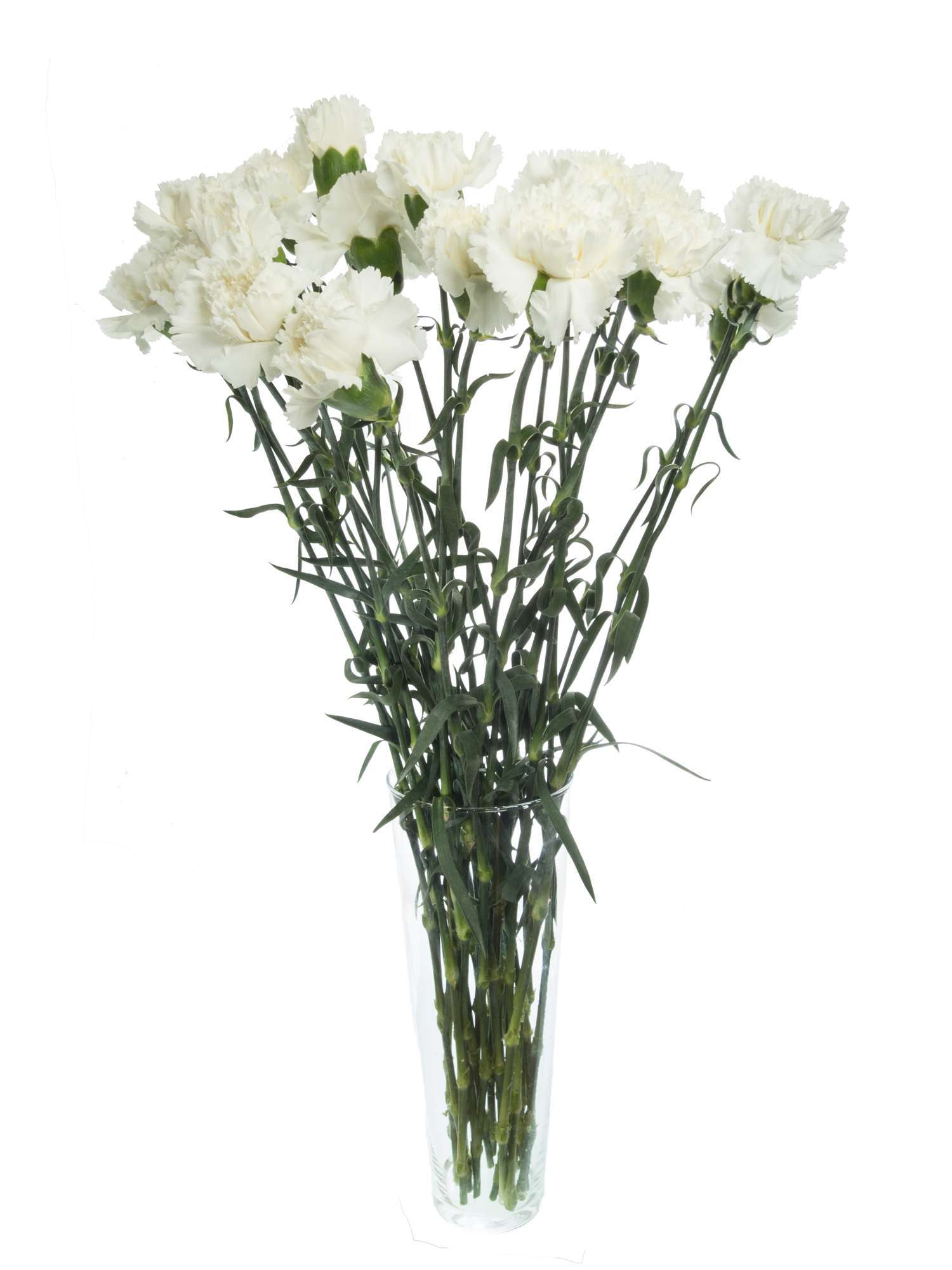 blumigo-nelken-edelnelken-baltico-schnittblume-wei image 4