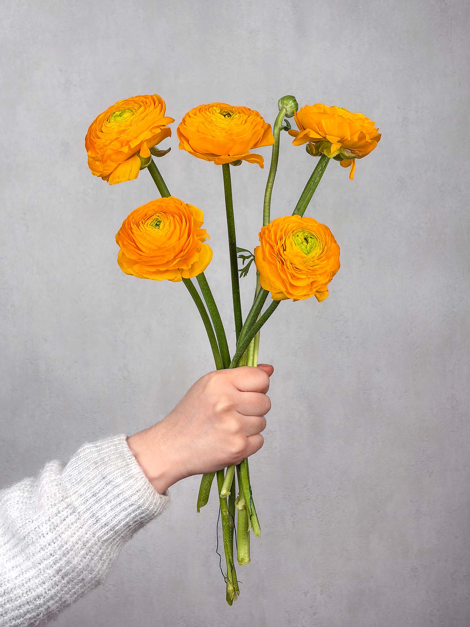 blumigo-ranunkeln-xl-cloni-pareo-schnittblume-gelb image 3