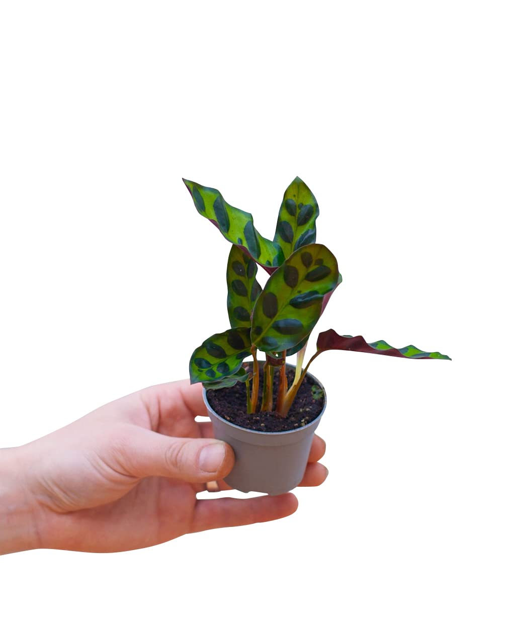 plnts-babyplnts-calathea-lancifolia-zimmerpflanze-15cm image 1